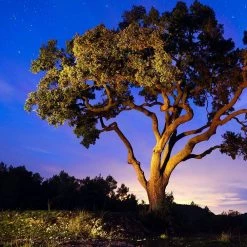 70-Watt Bronze Outdoor Integrated LED Commercial Flood Light, 8000 Lumens by PROBRITE 22 70-Watt Bronze Outdoor Integrated LED Commercial Flood Light, 8000 Lumens by PROBRITE -KOHLER Sale Store bronze probrite flood lights pwrfx70 pc 4k bz 1f 1000