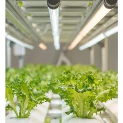 2 ft. 11-Watt Indoor T5 Full Spectrum LED Plant Grow Light Tube 23 Daylight 5000K Umol/S 1-Bulb by Viribright -KOHLER Sale Store viribright grow light kits 290105 44 1000