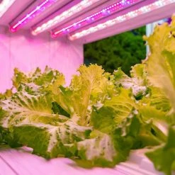 2 ft. 11-Watt Indoor T5 Full Spectrum LED Plant Grow Light Tube 23 Daylight 5000K Umol/S 1-Bulb by Viribright -KOHLER Sale Store viribright grow light kits 290105 fa 1000