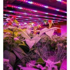 3 ft. 600-Watt Indoor Full Spectrum Integrated LED Canopy Grow Light Fixture Daylight 5000K 1560 UmolS 1-Fixture by Viribright -KOHLER Sale Store viribright grow light kits 290108 44 1000