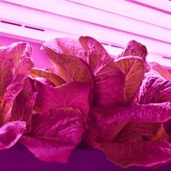 16-Watt Linear Grow Light T8 LED Light Bulb by toggled -KOHLER Sale Store white toggled grow light bulbs e416 g1310 66 1000